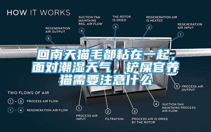 回南天貓毛都粘在一起，面對(duì)潮濕天氣，鏟屎官養(yǎng)貓需要注意什么