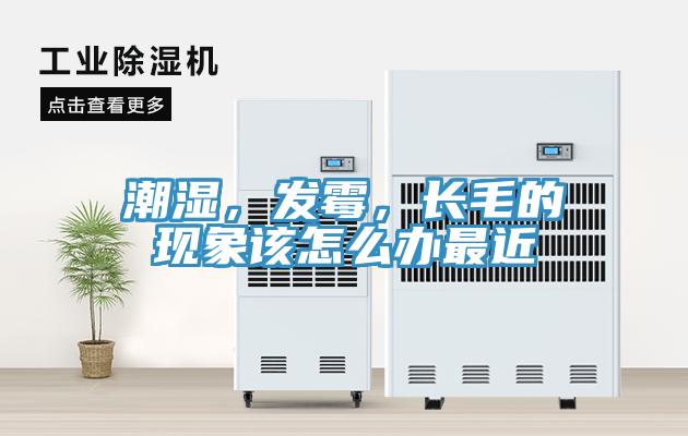 潮濕，發(fā)霉，長毛的現(xiàn)象該怎么辦最近
