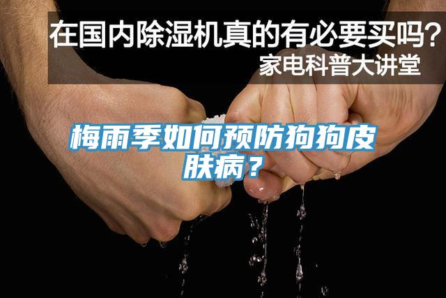 梅雨季如何預防狗狗皮膚病？